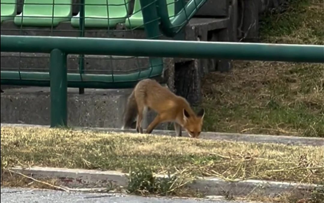 Lisica “posjetila” posljednji trening Aktobea na Koševu uoči meča sa Sarajevom (VIDEO)